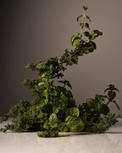 Load image into Gallery viewer, HOMECOURT - Hand Cream