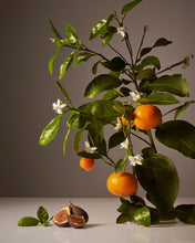 Load image into Gallery viewer, HOMECOURT - Dish Soap