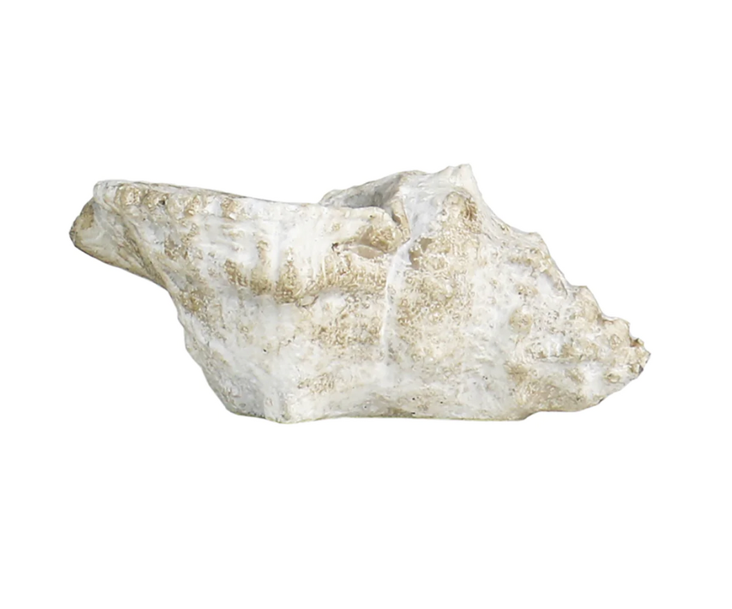 Conch Shell - Small