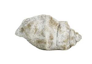 Conch Shell - Large