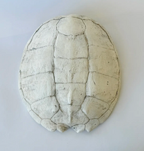 Load image into Gallery viewer, Sea Turtle Plaster Shell

