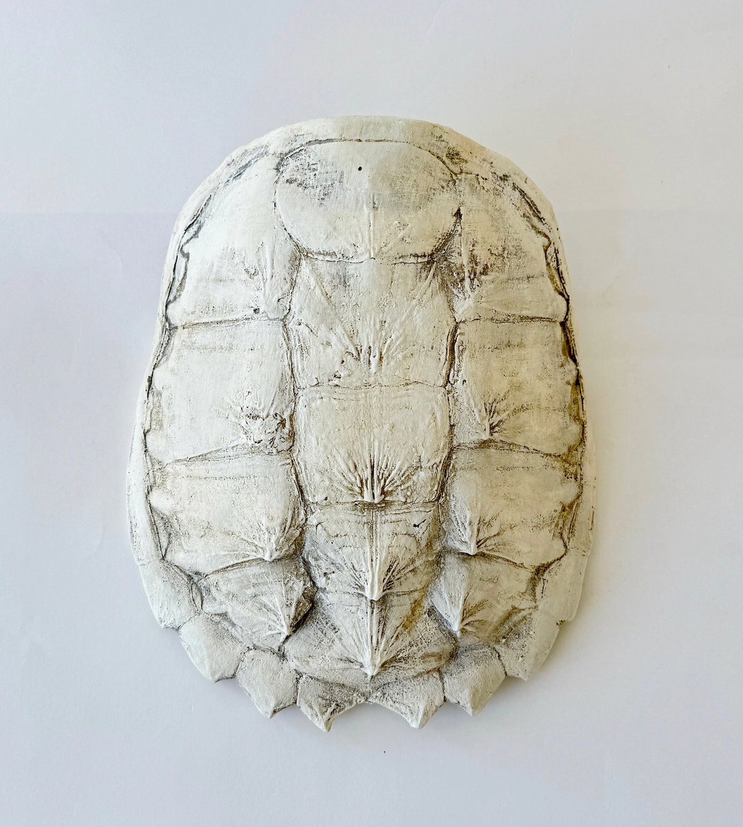 Snapping Turtle Plaster Shell – Row House Interiors